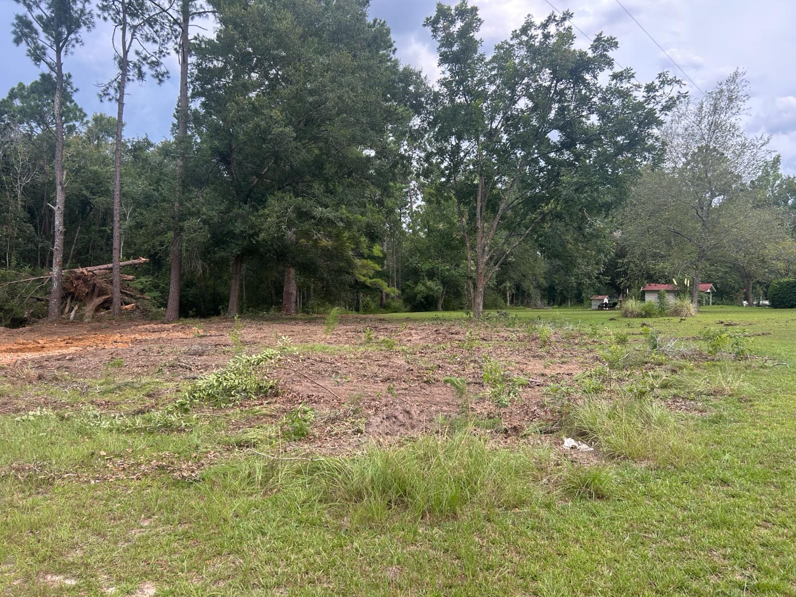 Cleared understory along a wood line