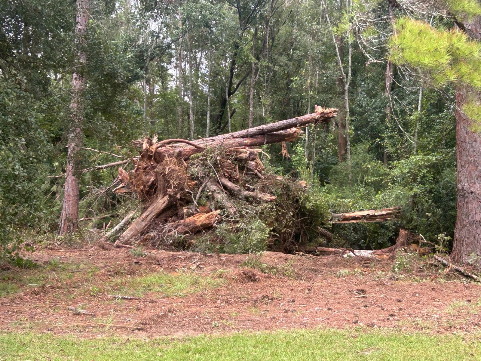 Wooded acreage cleared of brush and timber