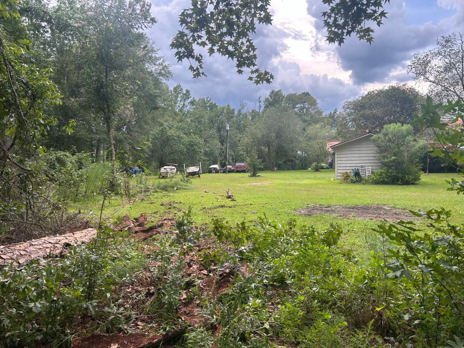 Open ground under pines after clearing