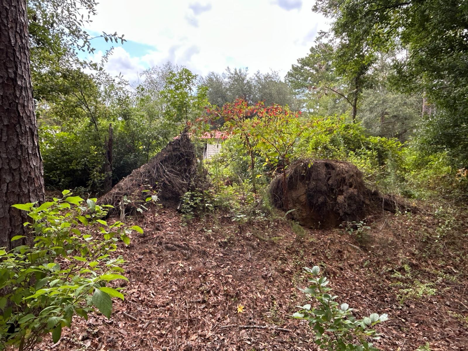 Root ball pulled from cleared ground