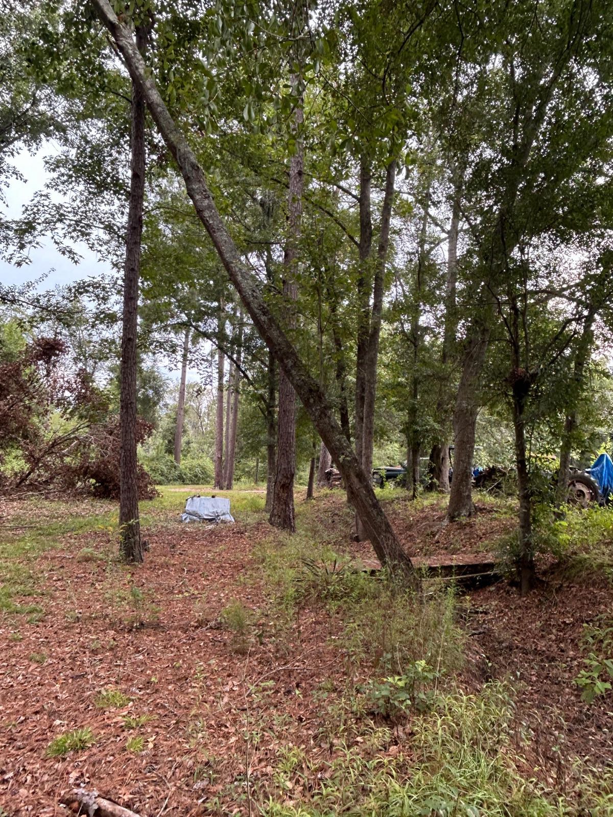 Dense pine woods before clearing